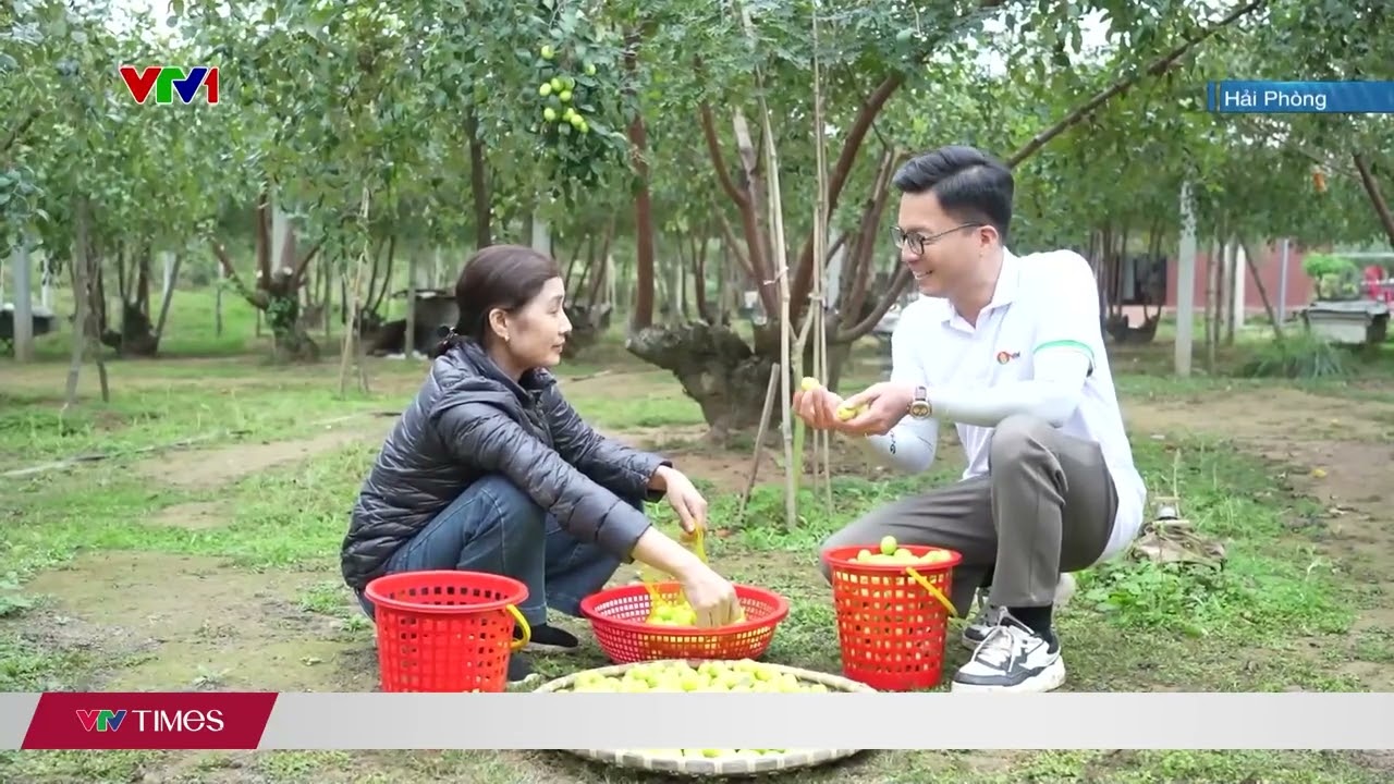 Mùa táo muối đặc sản Hải Phòng | VTV Times