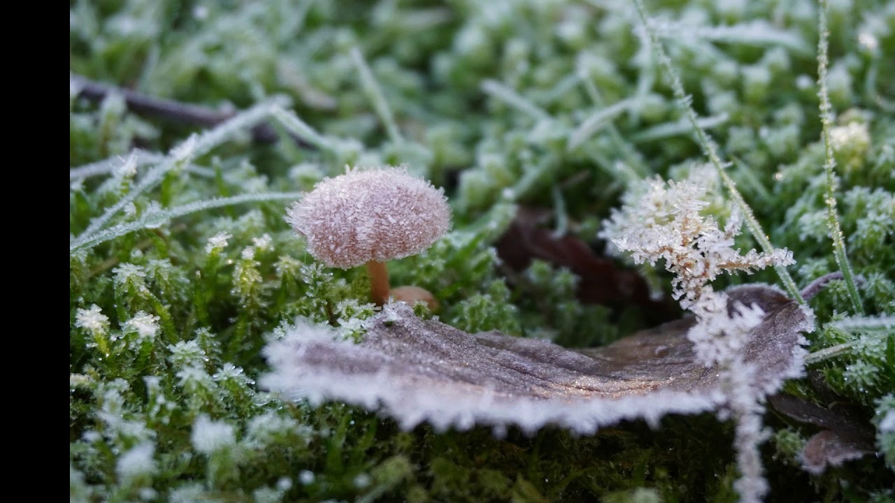 Natura i Ment: Llavors germinant a l'Hivern