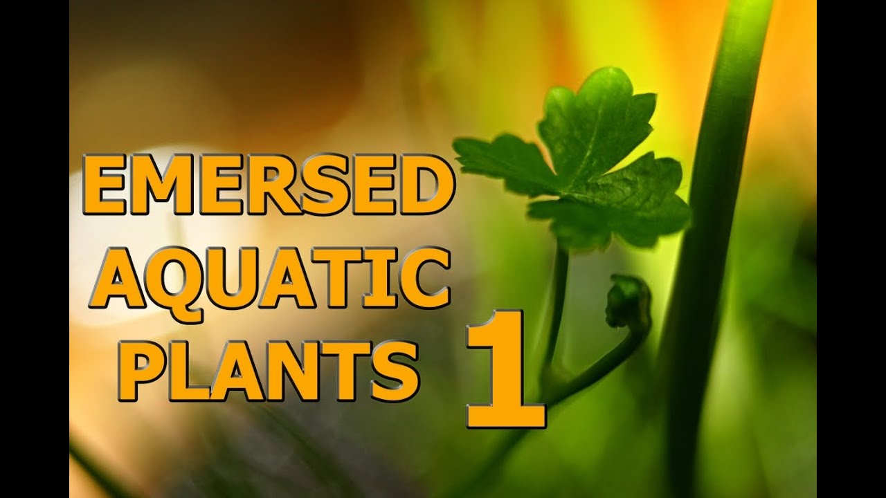 Emersed aquatic plants 1 [HD]