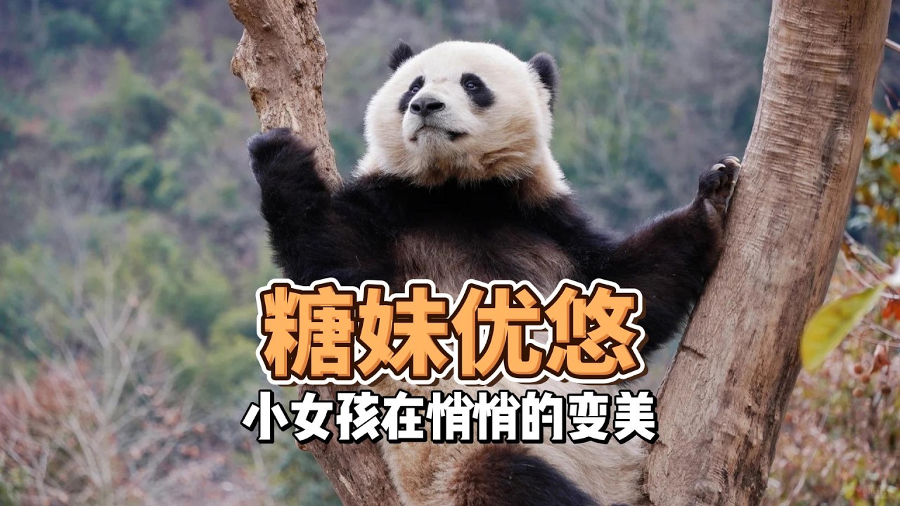 曾是树上不肯回家的小煤球的那个小女孩在悄悄的变美，重新露面惊艳所有人