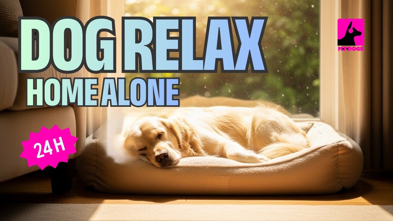 Dog Calming Music LIVE | Relaxing Music for Dogs Home Alone (24/7 Stream) 🐶💤