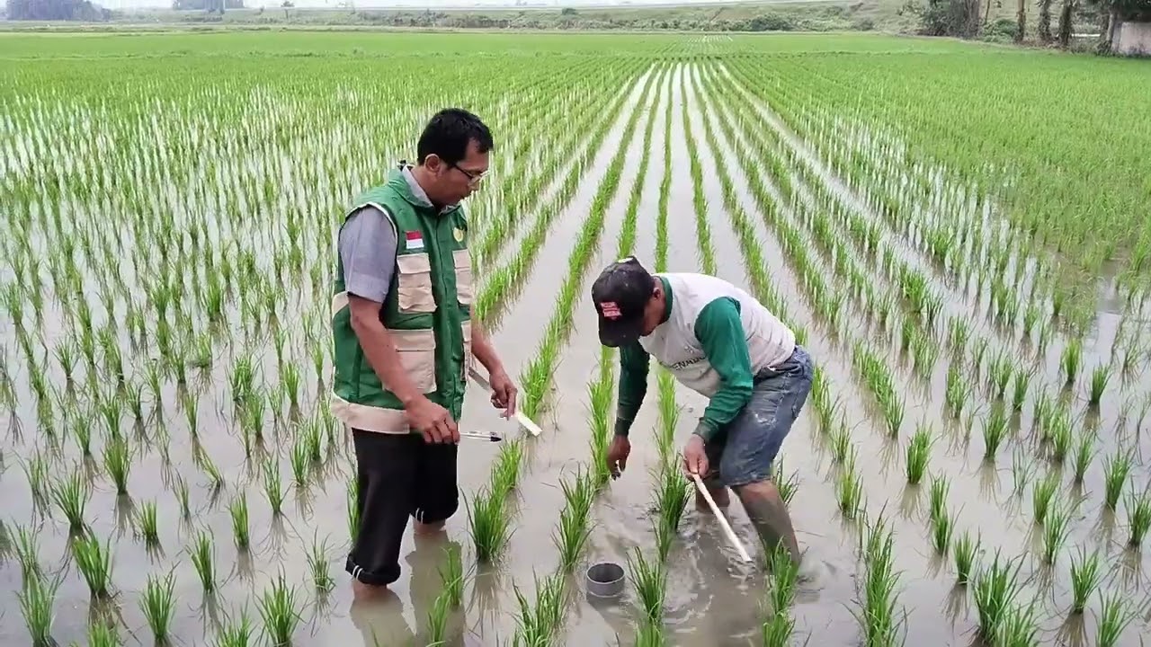 Cara Pemasangan Alternate Wetting and Drying (AWD) di Lahan Sawah
