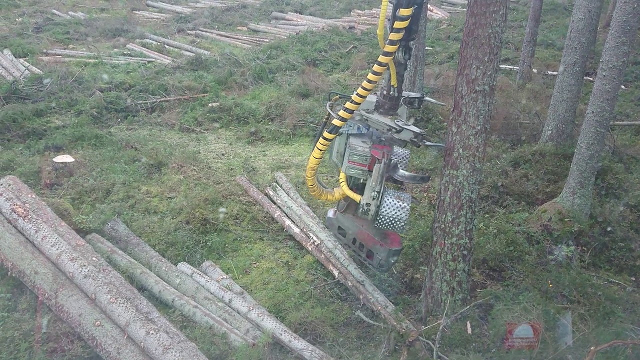 Eco log 560D in nice final felling.