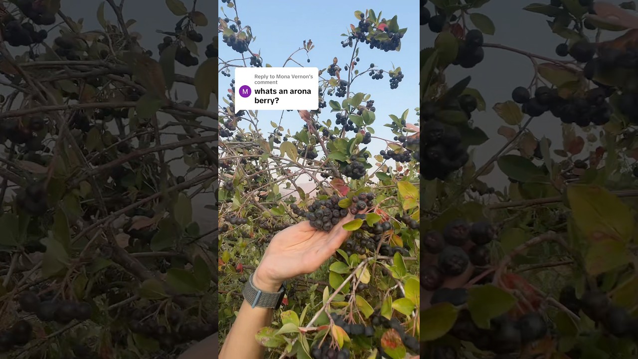 Co to jest aronia?
