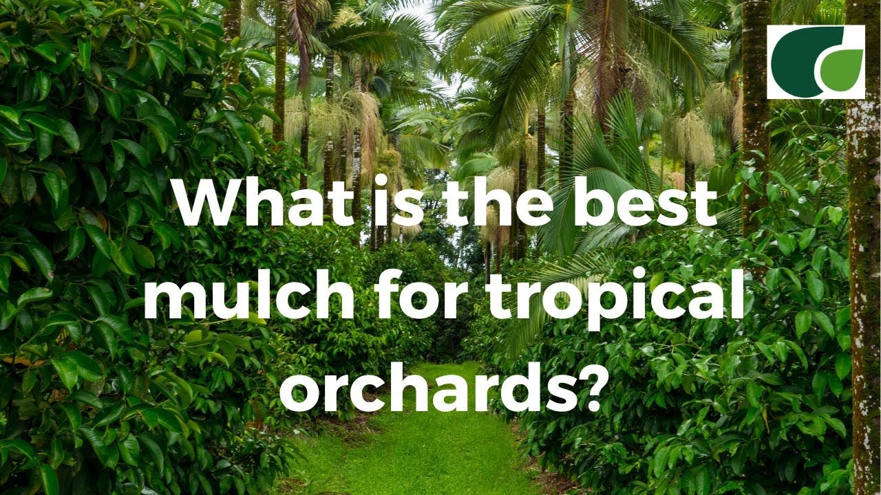 Ground Cover: Best Mulch for Tropical Orchards