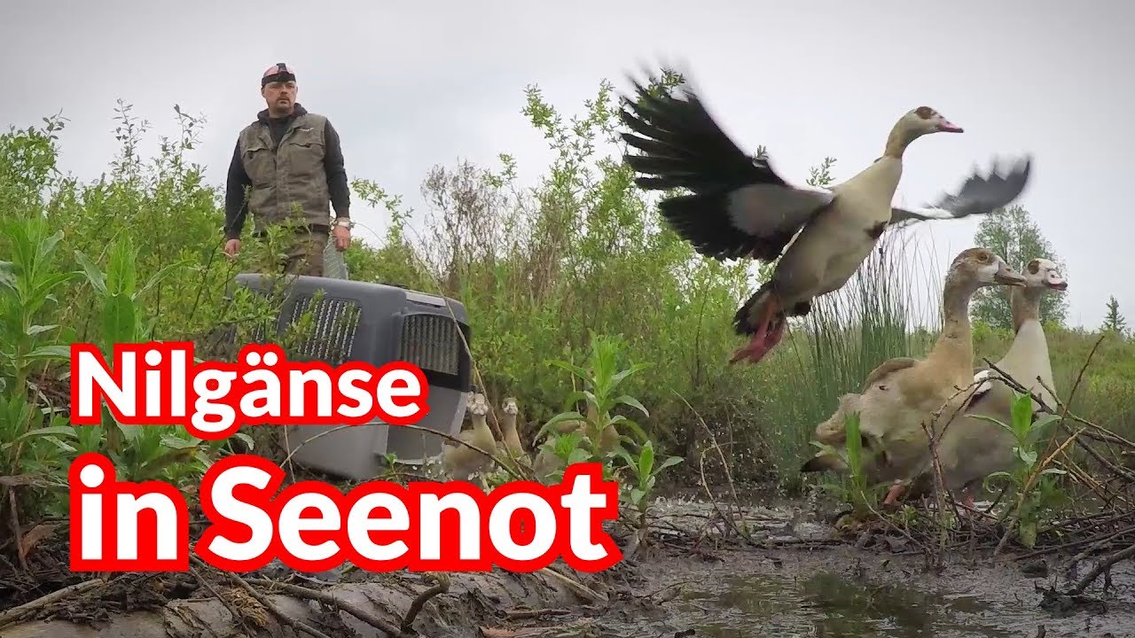 Nilgänse in Seenot - Tiernotruf #89
