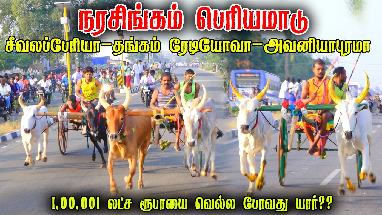 நரசிங்கம் பெரியமாடு பந்தயம் 15-02-2026|madurai Periyamadu  Race