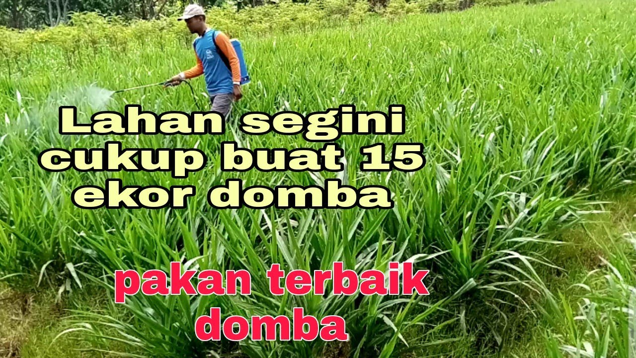 Berapa luas lahan untuk tanam rumput odot jika punya 15 ekor domba??