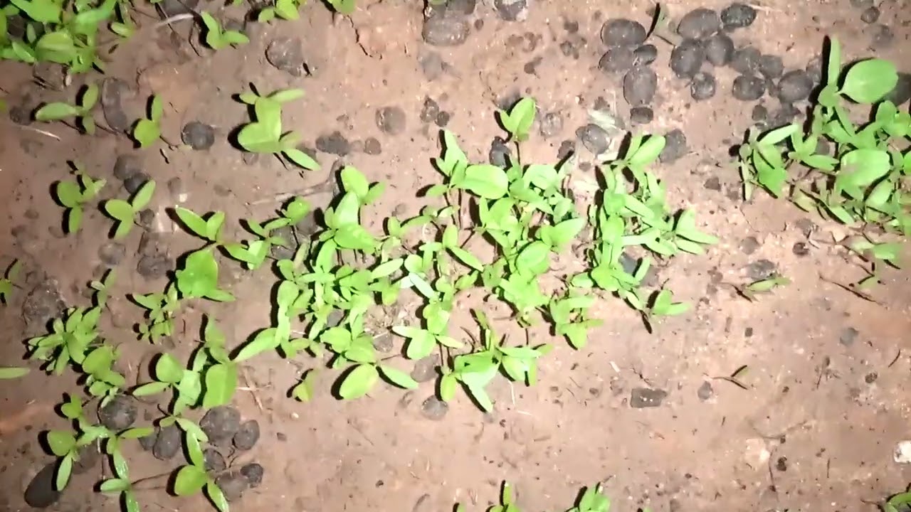 Tomato farming in marafa#villagelife