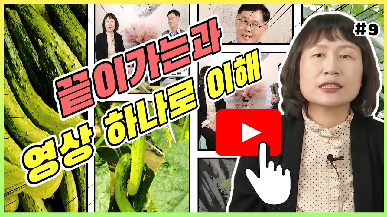 모양 좋은 오이를 위한 영양생리장해 해결방법 - 끝이가는과