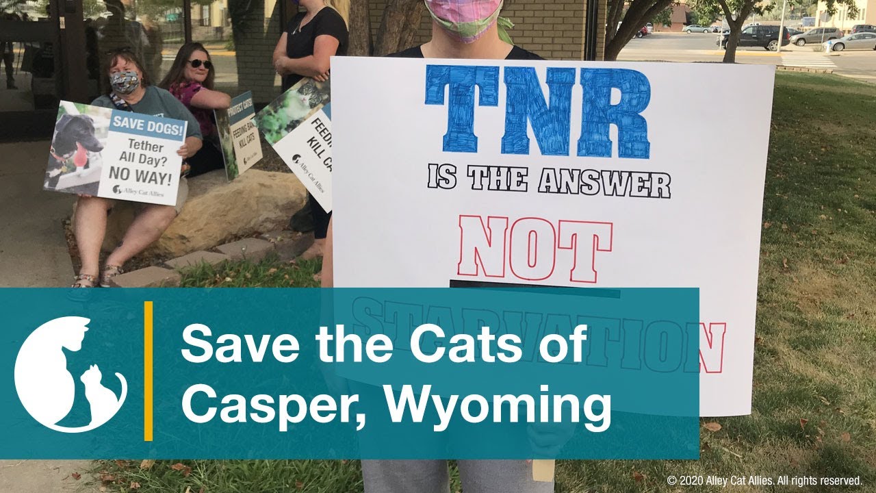 Save the Cats of Casper, Wyoming