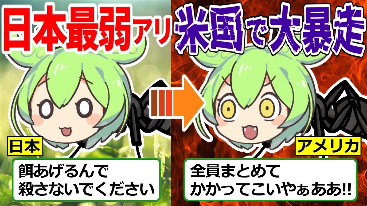 日本最弱オオハリアリがアメリカで無双!!極悪アルゼンチンアリをぶっ飛ぶす衝撃の生態とは⁉︎【ずんだもん ゆっくり解説】