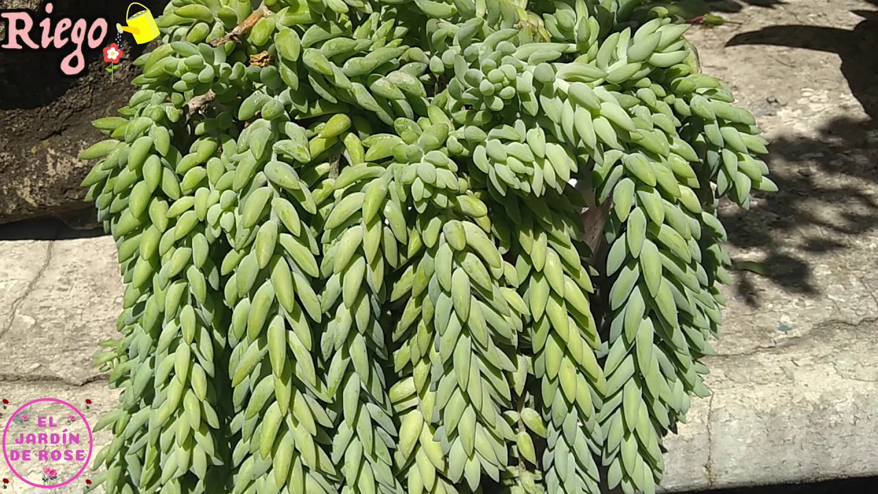 ¿Cómo cuidar a la suculenta llamada sedum morganianum? 🌺