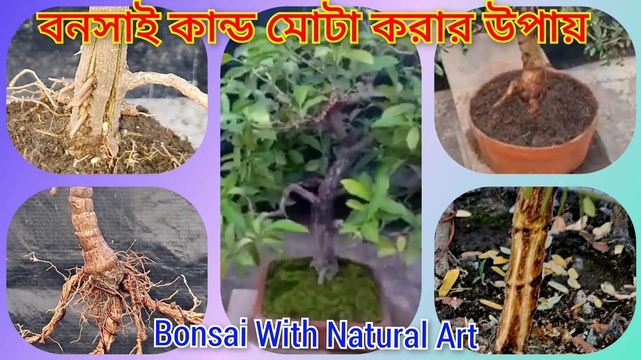 বনসাইয়ের কান্ড  সহজে মোটা করার  উপায়।।😀😃How To Easily Develop Bonsai  Trunk...😀😃