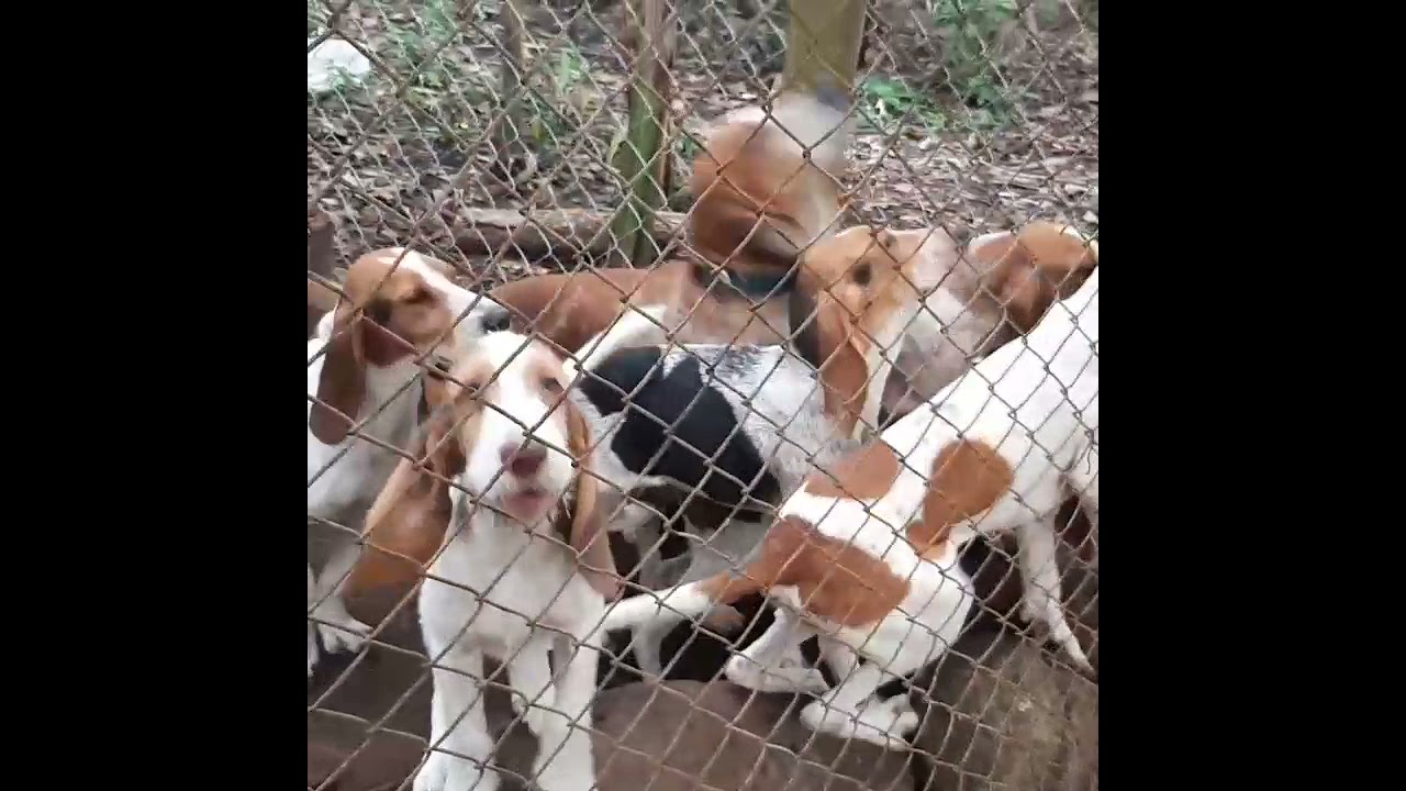 Sabueso Fino Colombiano Diamondblue Kennel whatsapp 3108742971