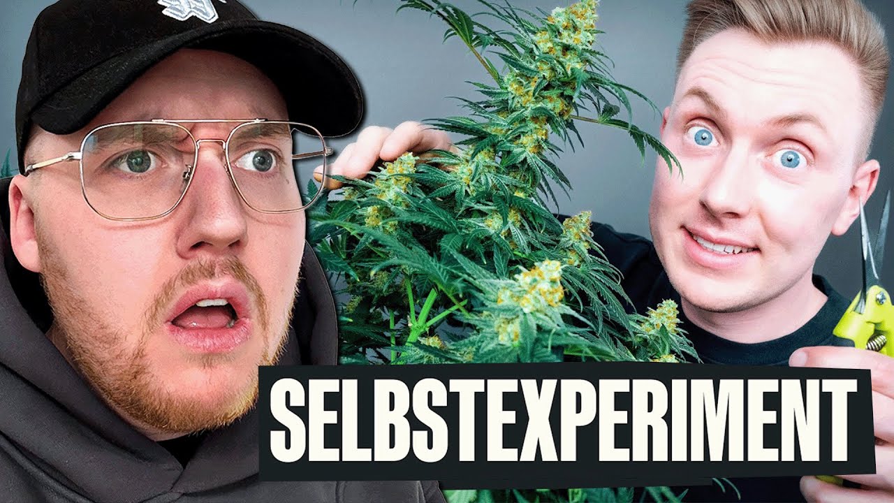 Cannabis selber anbauen - Wie schwer ist es wirklich? (Tomatolix) | Zarbex Reaktion