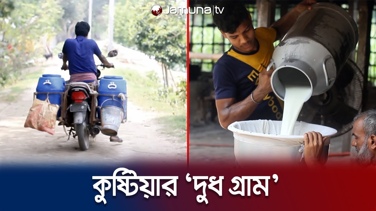 'দুধ গ্রাম' যে গ্রামের প্রতিটি বাড়ি এক একটি খামার | Kushtia Milk Village | Jamuna TV