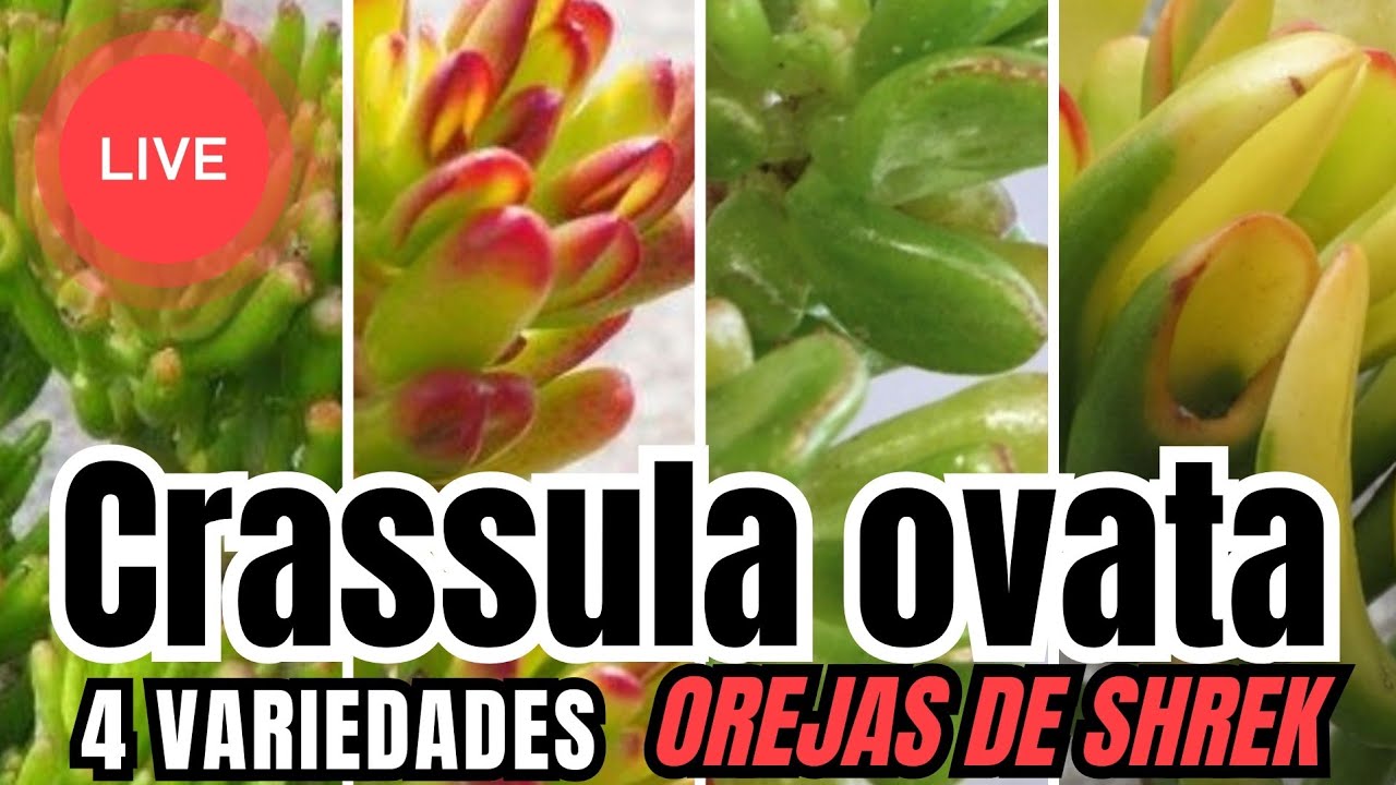 4 VARIEDADES DE ARBOL DE JADE: hacemos mini jardines en Vivo con Alma