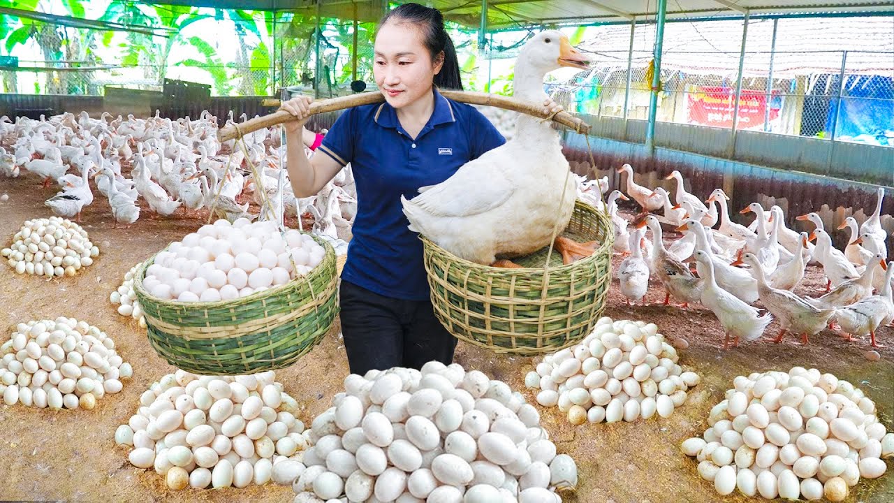 Harvest 1000 duck eggs, catch the ducks and take them to the market to sell for money