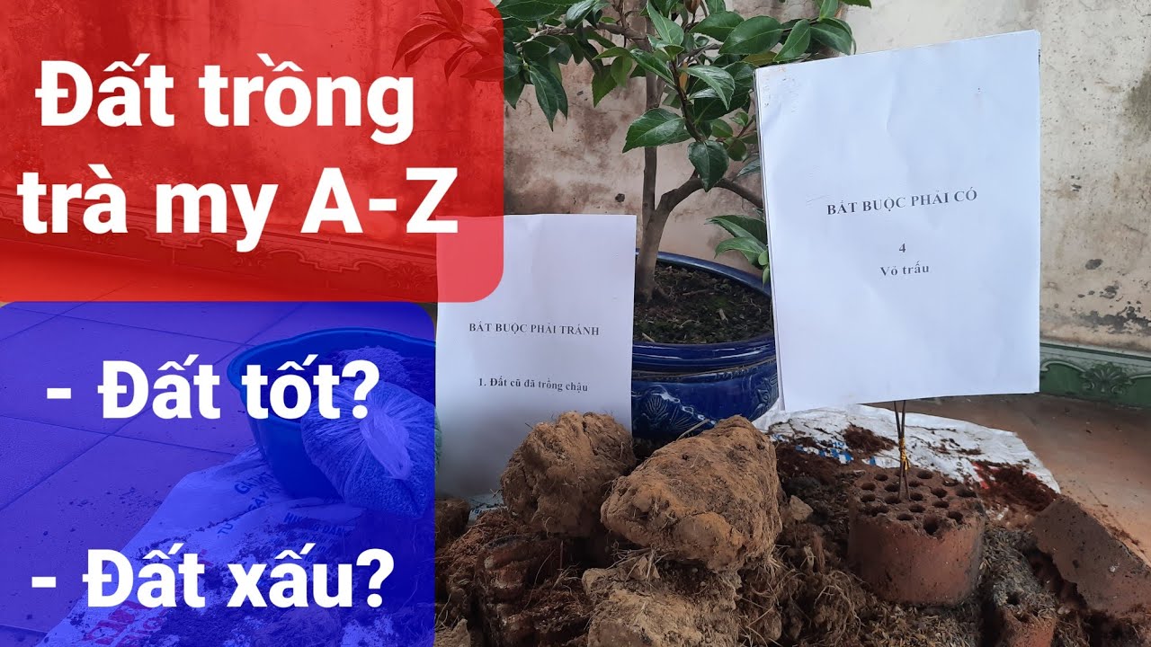 Cây hoa trà my: Đất tốt nhất để trồng trà A-Z