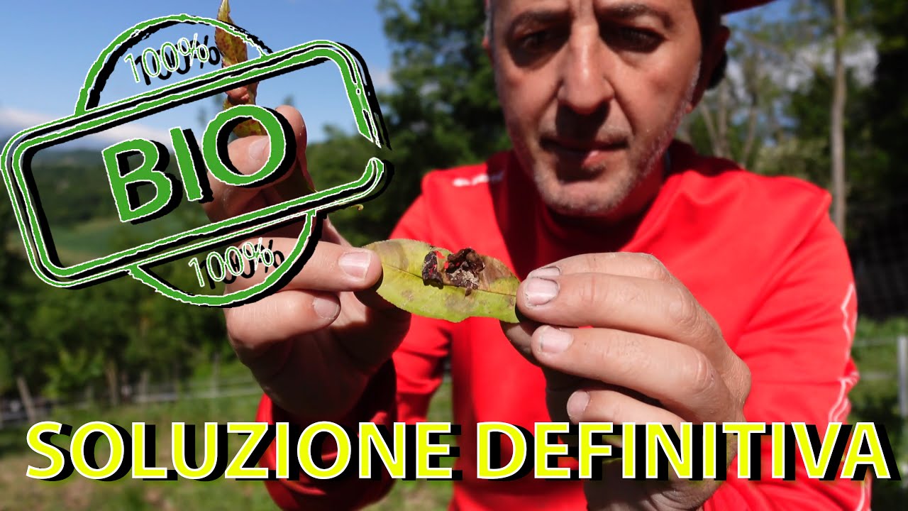 Bolla del Pesco sconfitta con Bicarbonato di Potassio | MonteMarzano