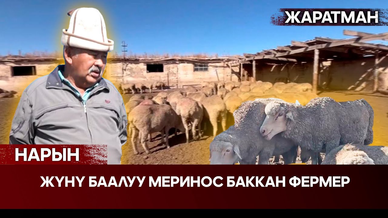 Нарын: Жүнү баалуу меринос баккан фермер // Жаратман