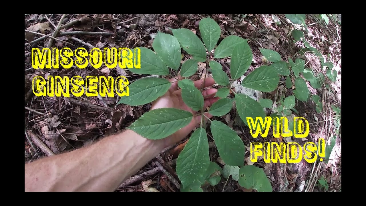 Missouri Wild Ginseng Found!