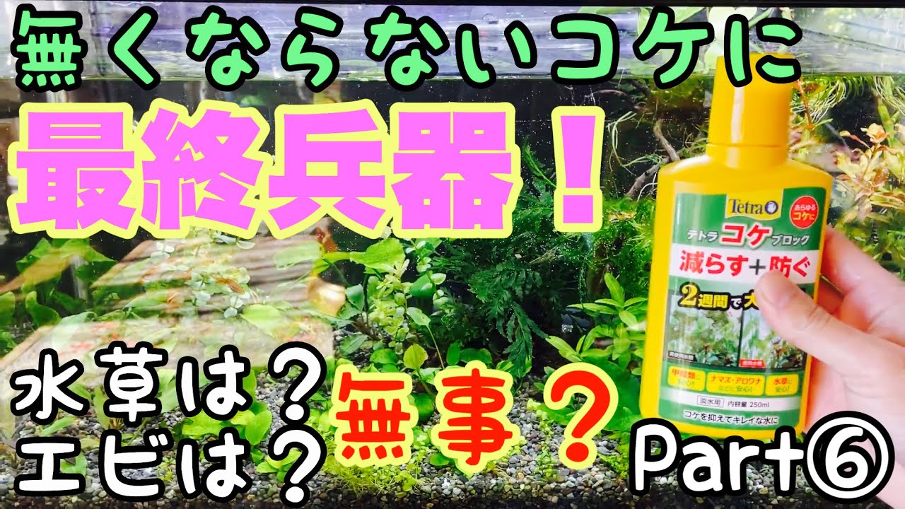 【アクアリウム】テトラコケブロックの力は？コケが無くならない水槽に最終兵器・・コケまみれのCO2無し大磯砂水草水槽を復活させる！part⑥