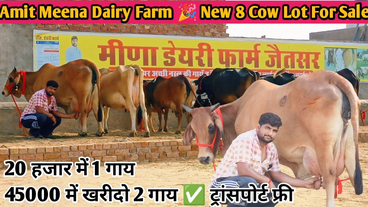 20 Letter Milk 👌 20000 में खरीदो गाय ✅ ट्रांसपोर्ट फ्री 🎉 Top 8 Sahiwal Rathi Jersey Cross Breed Cow