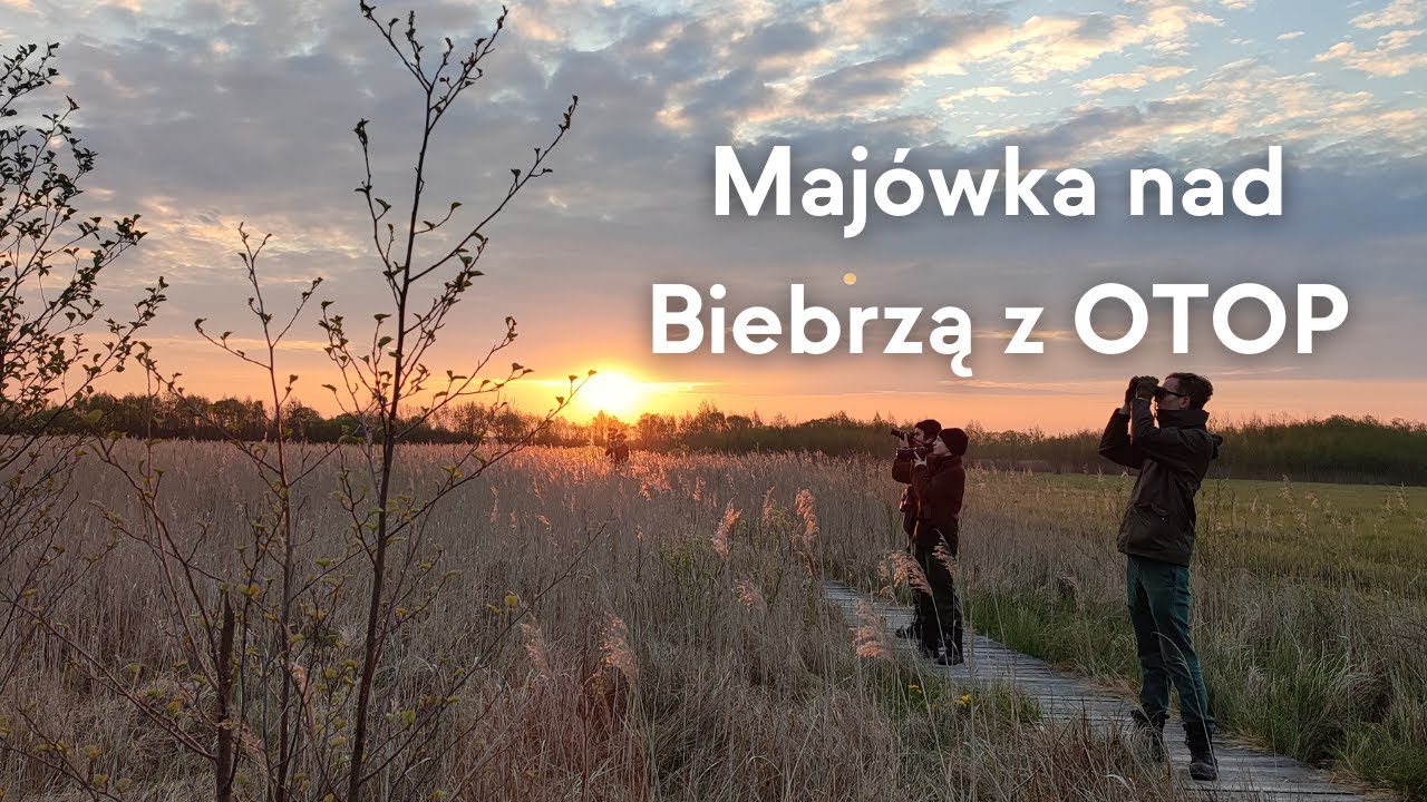 Majówka nad Biebrzą z Ogólnopolskim Towarzystwem Ochrony Ptaków - przeżyj to razem z nami