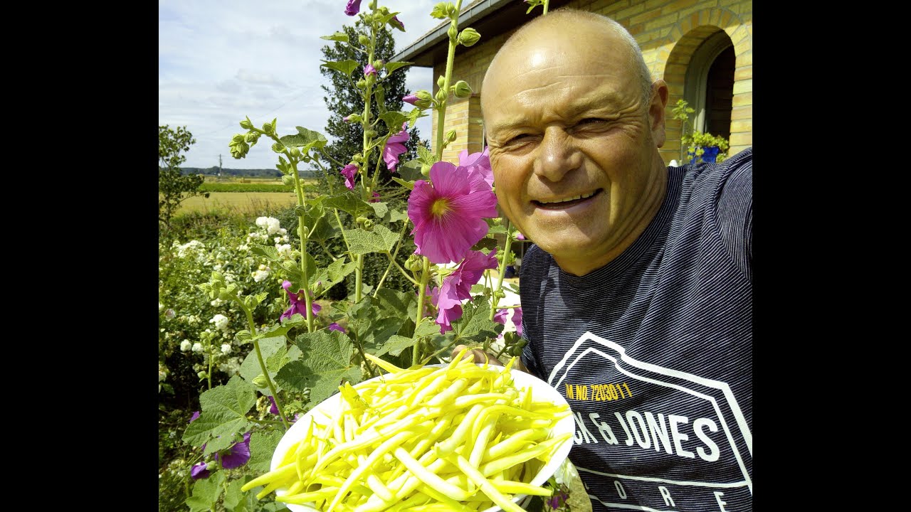 que faire en avril au jardin   semer les haricots verts sous serre