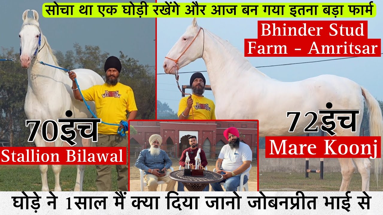 70इंच का घोड़ा बिलावल और 72इंच की घोड़ी कुंज घोड़ो ने 1 साल मैं क्या दिया जानो जोबनप्रीत भाई से !