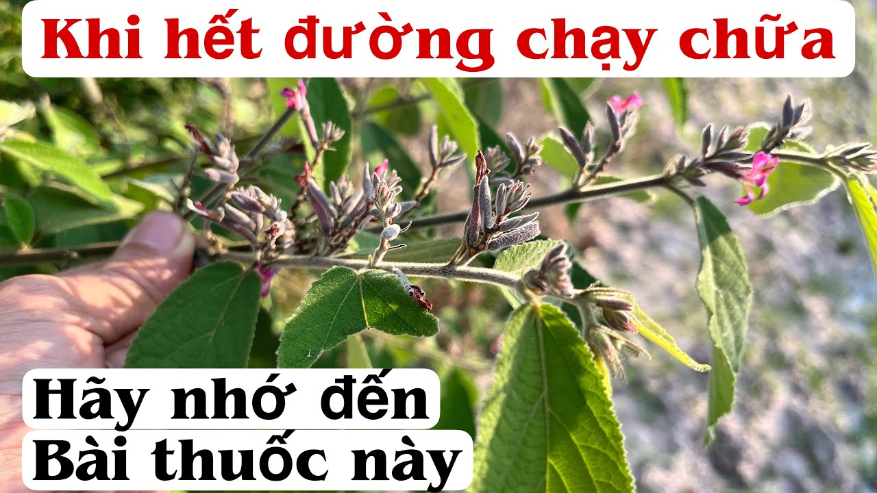 Khi nào hết đường chạy chữa | hãy nhớ đến Bài thuốc này | Bài thuốc Vua. PHAN HẢI Channel