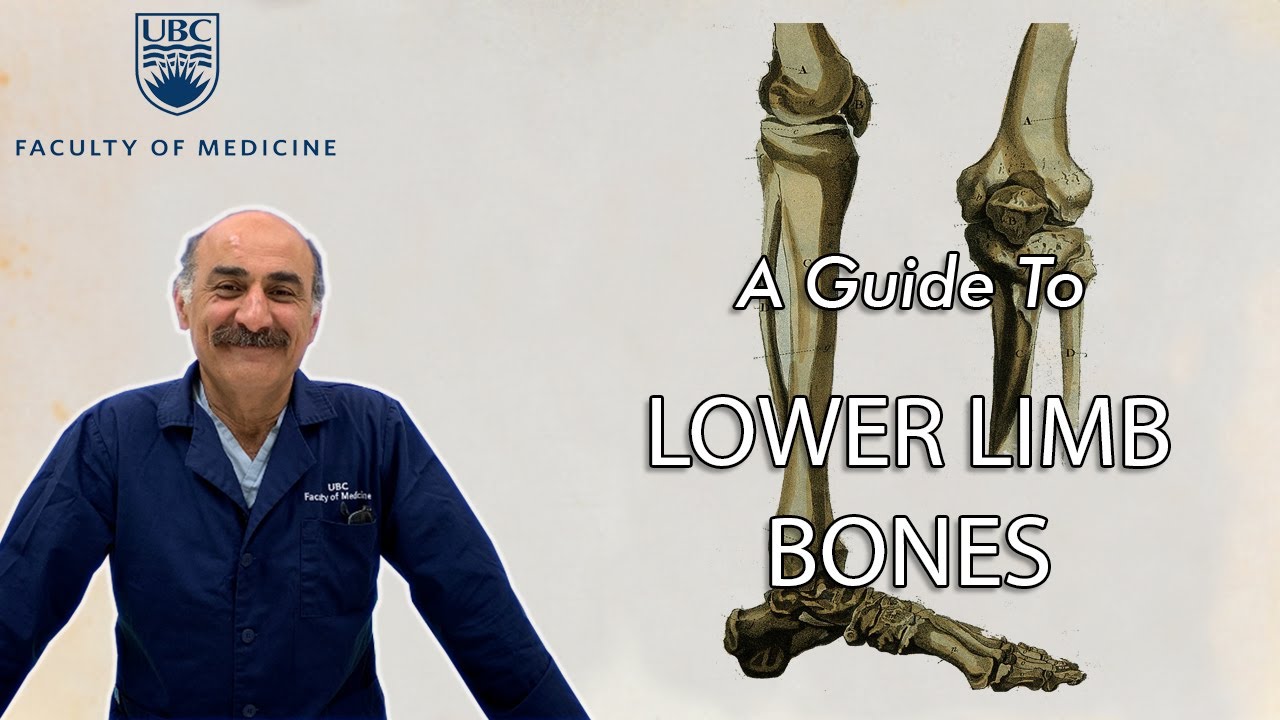 Учебное пособие по костям нижних конечностей