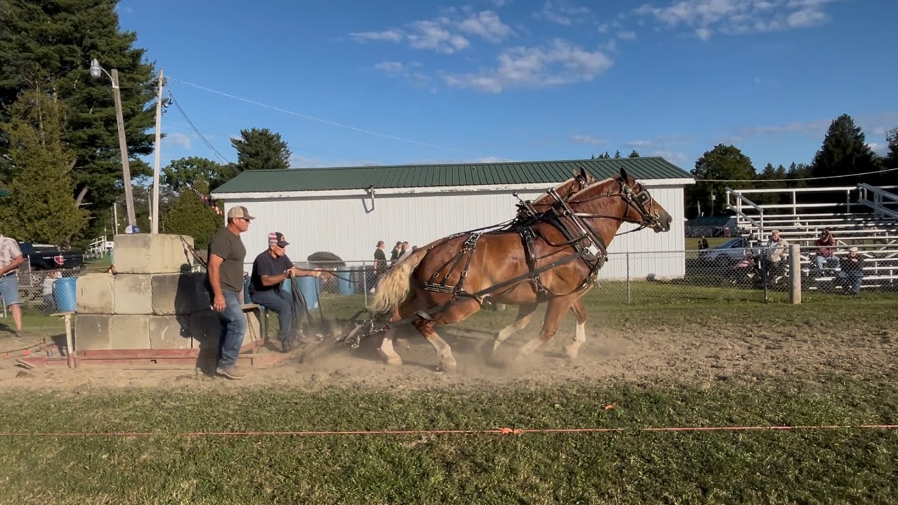 Heavyweight power. #drafthorse 