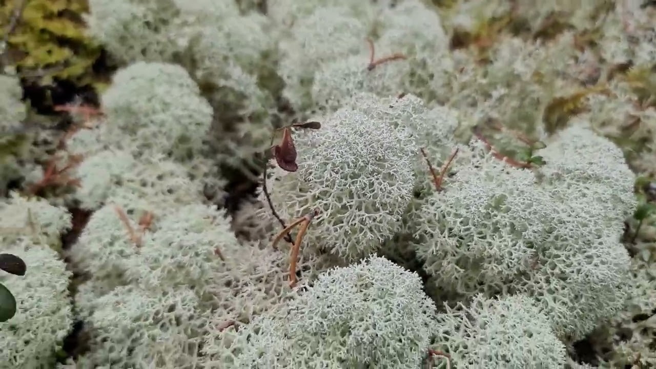 Boreal Forest   Muskeg