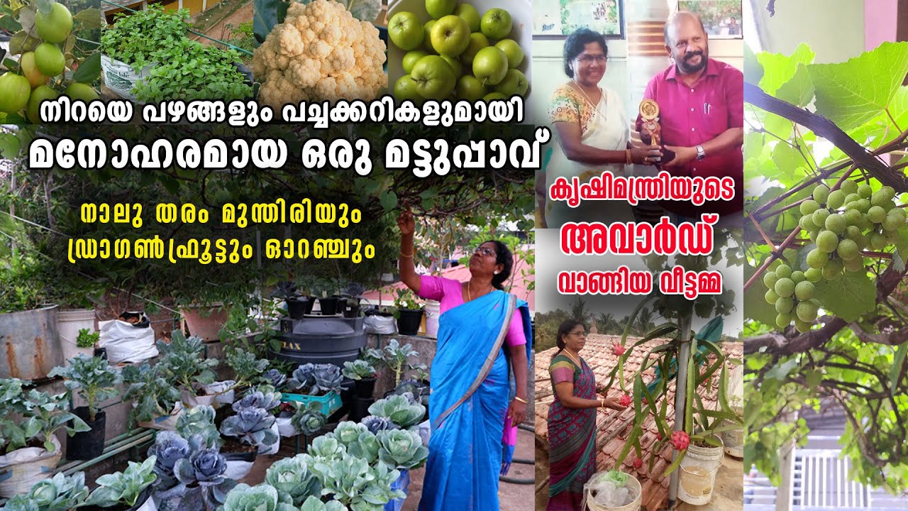 ടെറസ്സ് നിറയെ പച്ചക്കറികളുംപഴച്ചെടികളും നാലുതരം മുന്തിരിയും ‍ഡ്രാ​ഗൺഫ്രൂട്ടും ഓറഞ്ചുംTerrace Farming
