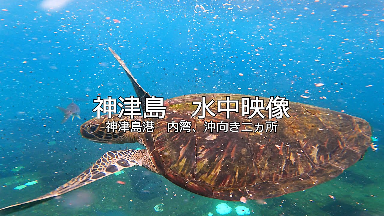 目の前にウミガメが現れる神津島の水中映像｜神津島港 内湾、二か所｜4K動画