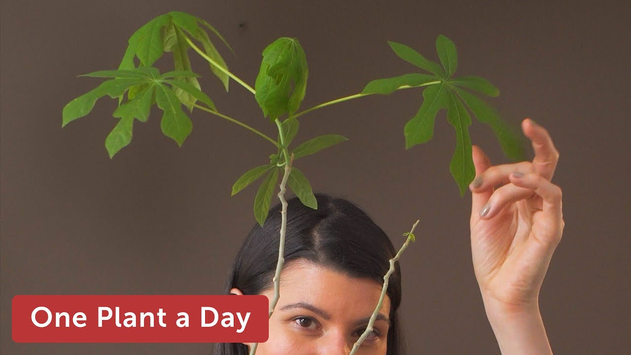 Manihot esculenta (Cassava) Houseplant Care — 153 of 365