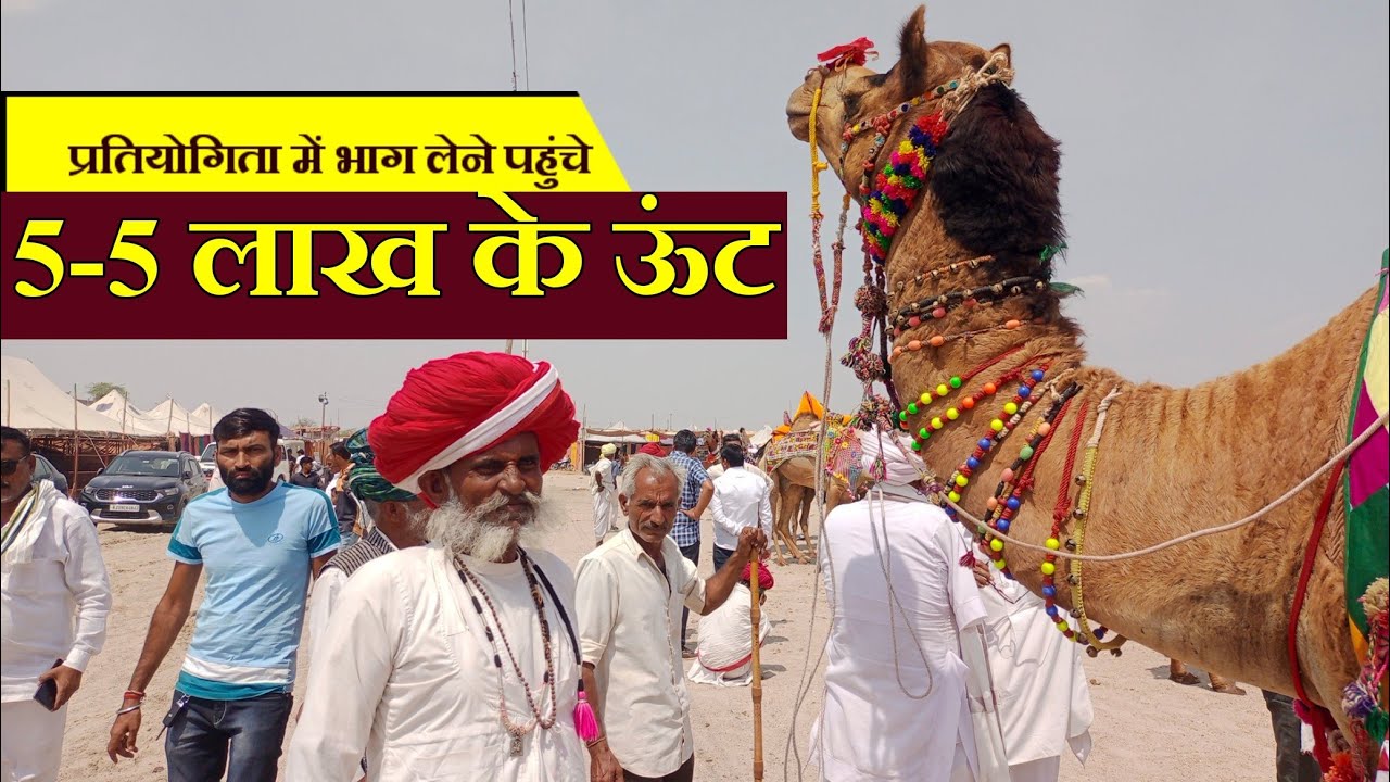 5-5 लाख के ऊंट आए तिलवाड़ा पशु मेले में, प्रतियोगिता में भाग लिया #tilwadapasumela2023