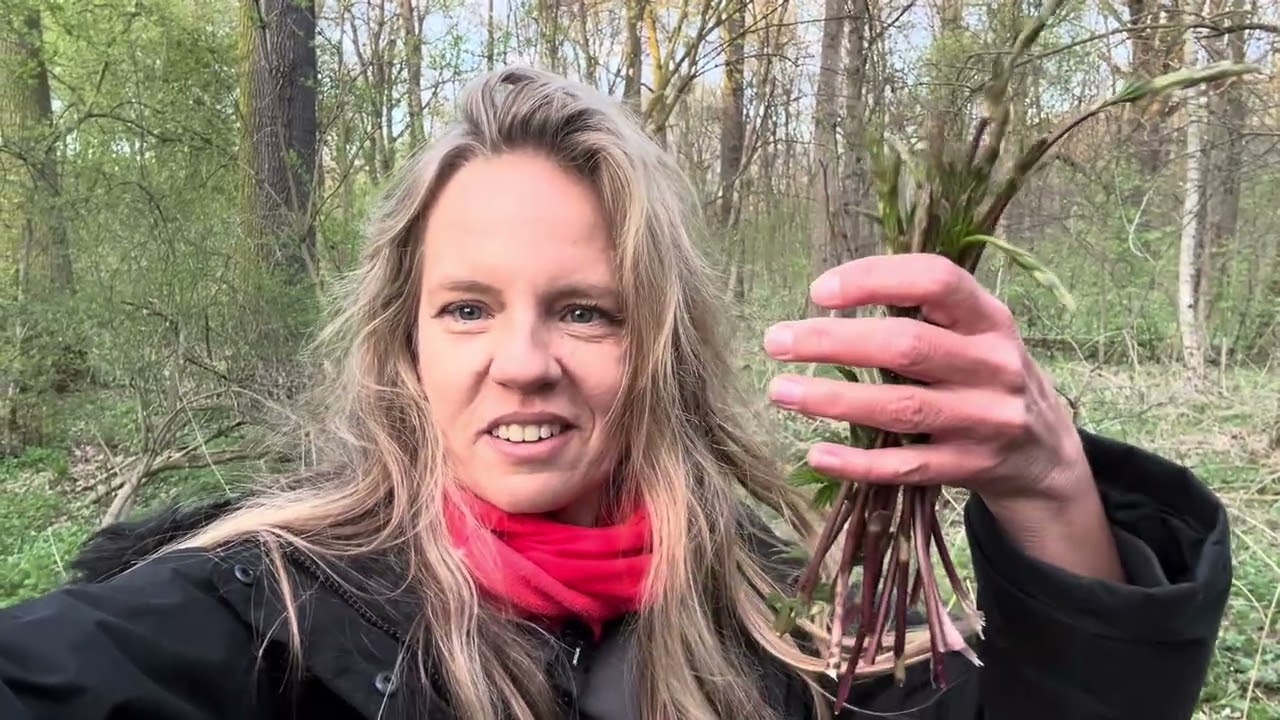 6-8.04.26 - Młode pędy chmielu. Rarytas czy zielsko?😜