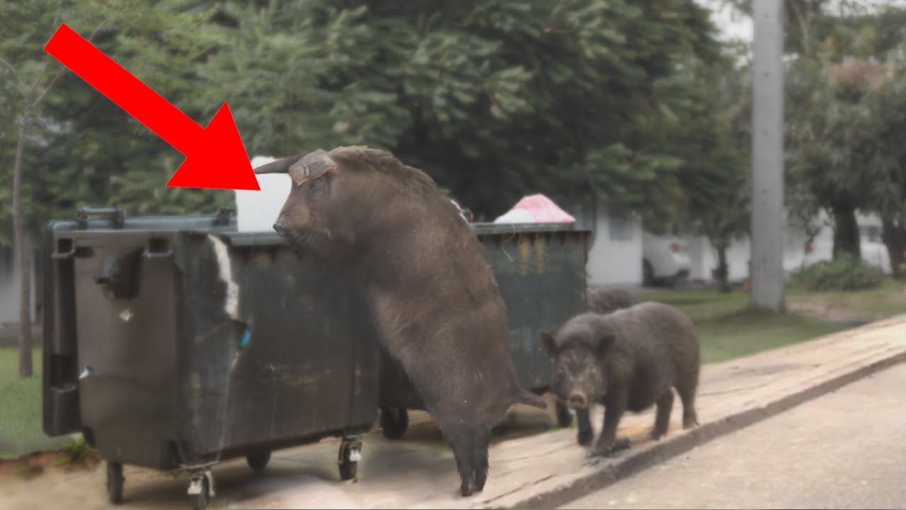 10 Craziest Things Hungry Animals Have Done