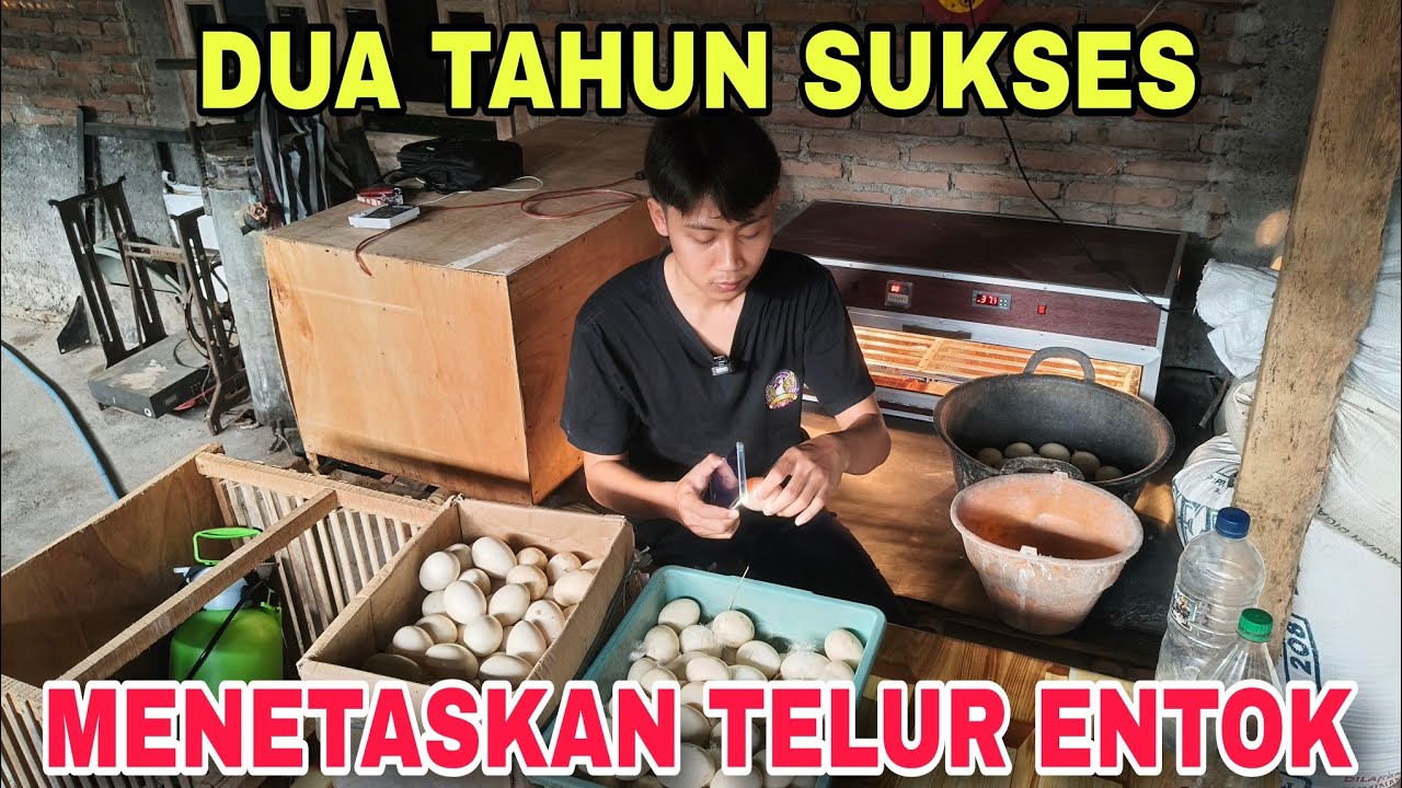 SUKSES MENETASKAN TELUR ENTOK 90% BERHASIL