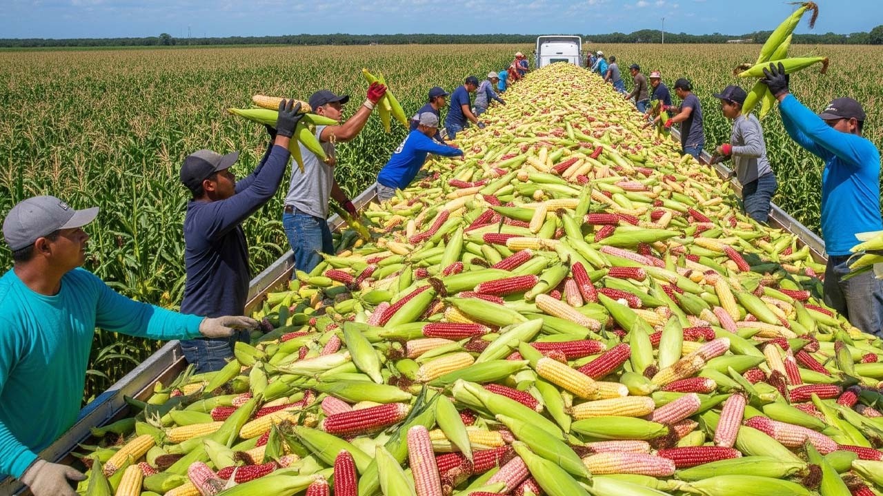 100+ Momentos Incríveis Da Colheita De Frutas E Verduras Que Vão Te Deixar Sem Palavras