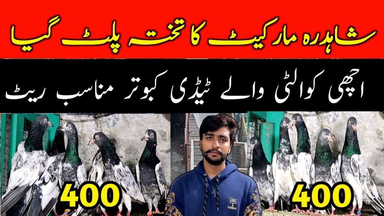 Takhta Palt Gya Market Ka || Teddy Kabootar Munasib Price 😳😳
