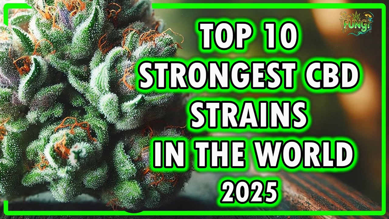 🌿💨 Top 10 STRONGEST CBD Strains in the World! 🌍💚| FUNGI Co News🍃✨