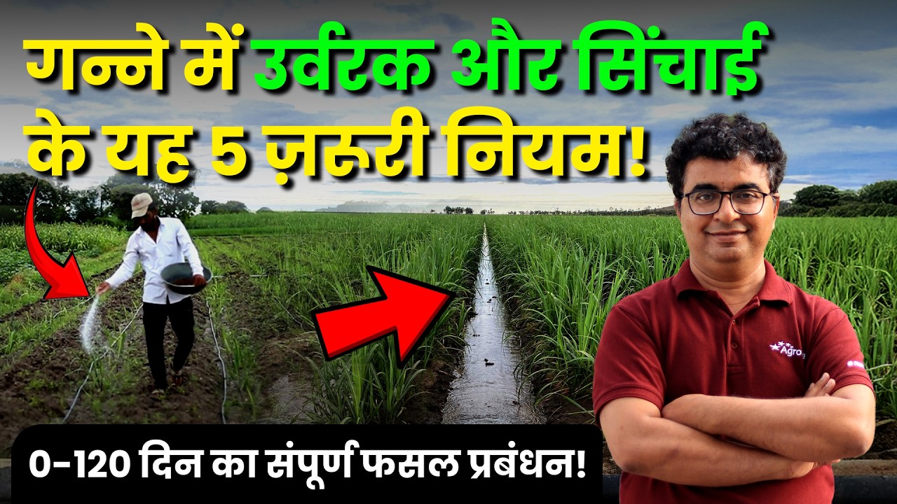 गन्ने की खेती में पानी, उर्वरक और मिट्टी चढ़ाने का सही समय | Sugarcane farming | AgroStar