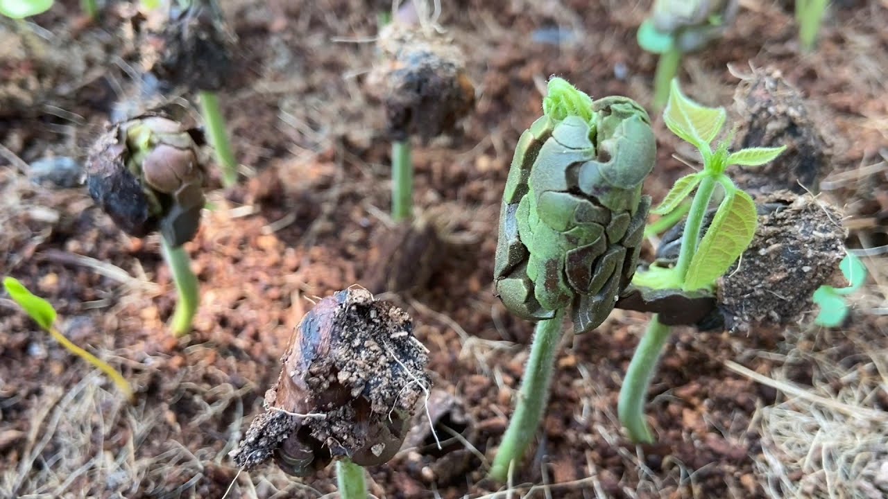 Growing cocoa from seeds