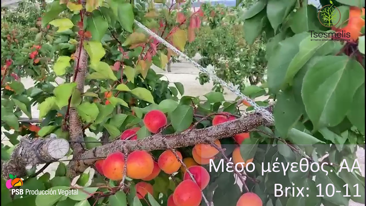 Μπορσαλίνο - Υπέρ-πρώιμη! Αυτογόνιμη ποικιλία Βερικοκιας! - PSB