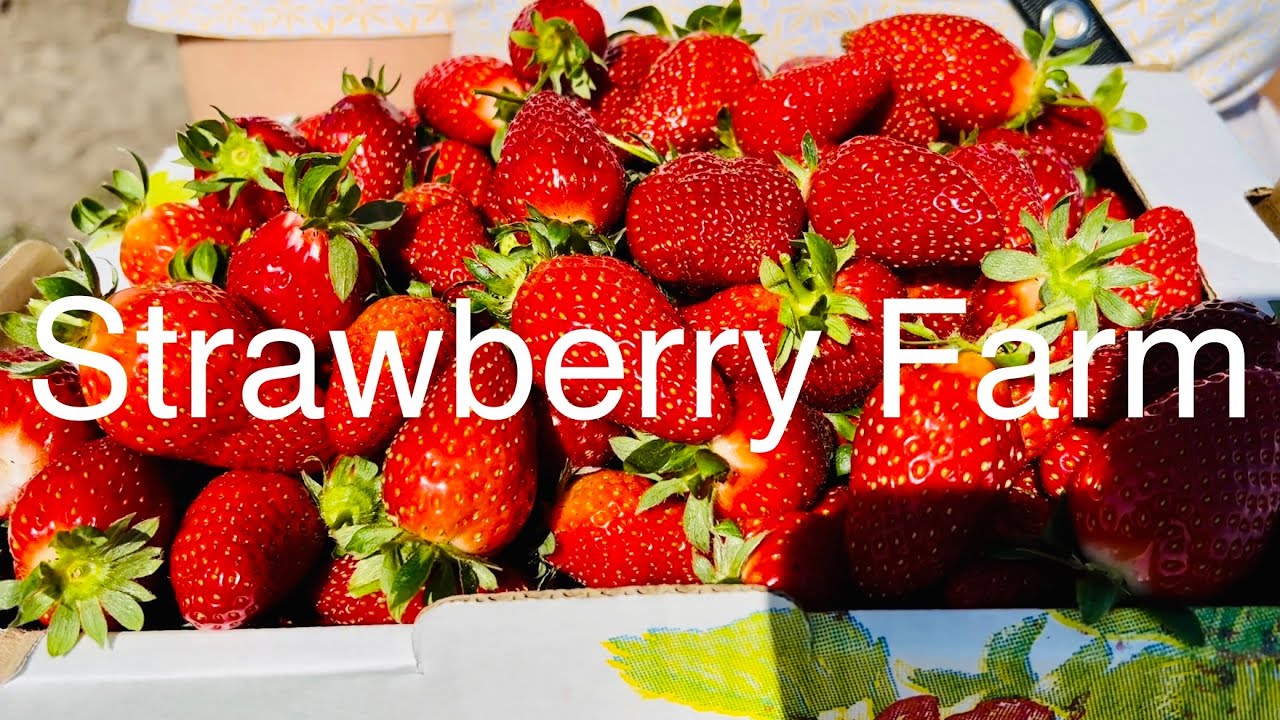 Strawberry Farm Experience in Western Australia